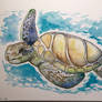 turtle watercolour