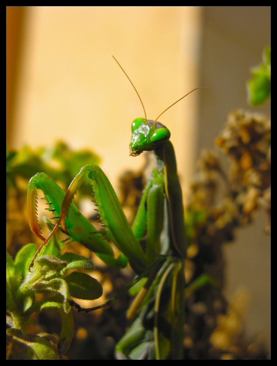 Eyes of the Mantis