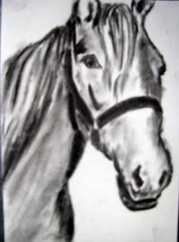 horse 5