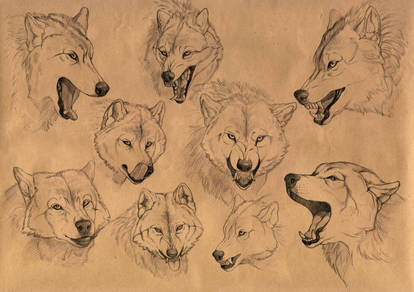 The wolf emotions