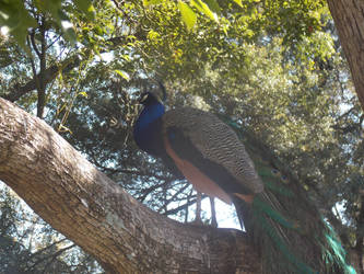 Peacock in a tree