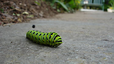 Swallowtail