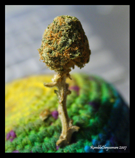 Weed Shroom