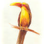 Saffron Toucanet