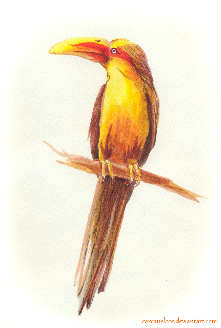 Saffron Toucanet