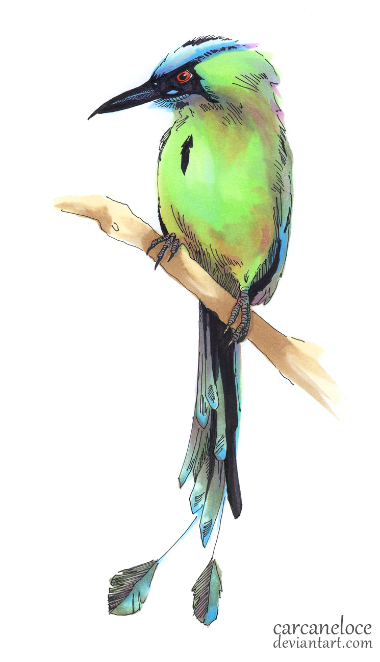 Blue-Crowned Motmot