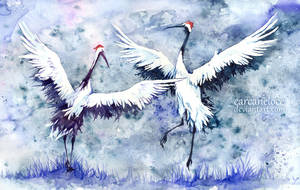 Red-crowned Cranes - Dance
