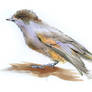 Siberian Jay