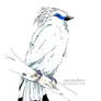 Bali Starling