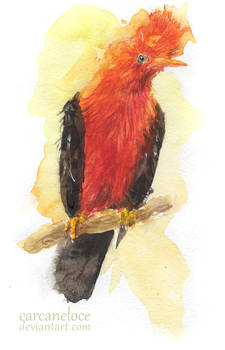 The Andean Cock-of-the-rock