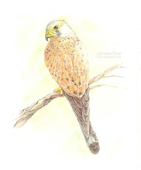 Kestrel