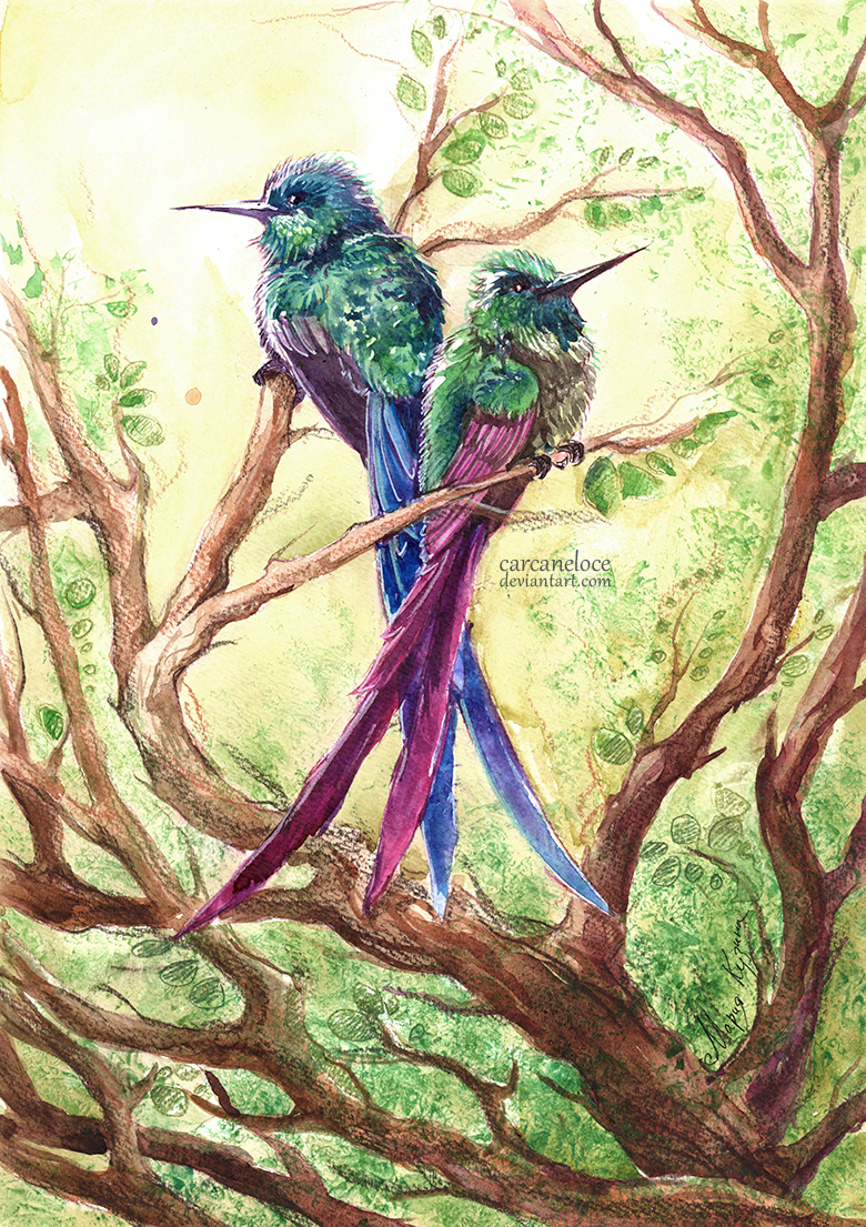 Violet-tailed Sylph