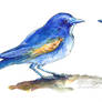 Watercolour vs Copic (Red-flanked Bluetails)
