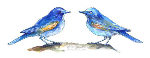 Watercolour vs Copic (Red-flanked Bluetails)