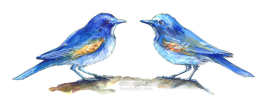 Watercolour vs Copic (Red-flanked Bluetails)