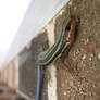 Blue-Tailed Skink