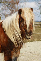 Grandma Shetland pony