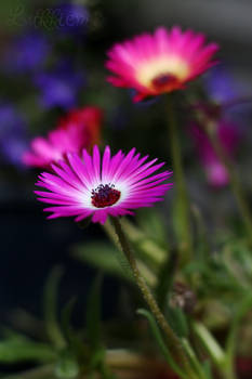 Purple flower