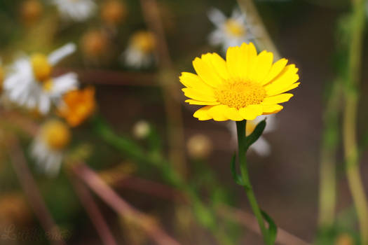 yellow daisy