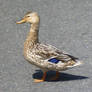 Duck 001