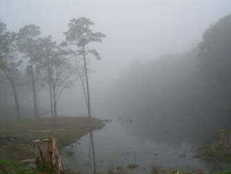 foggy swampy 2