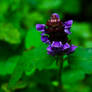 Purple Flower 3