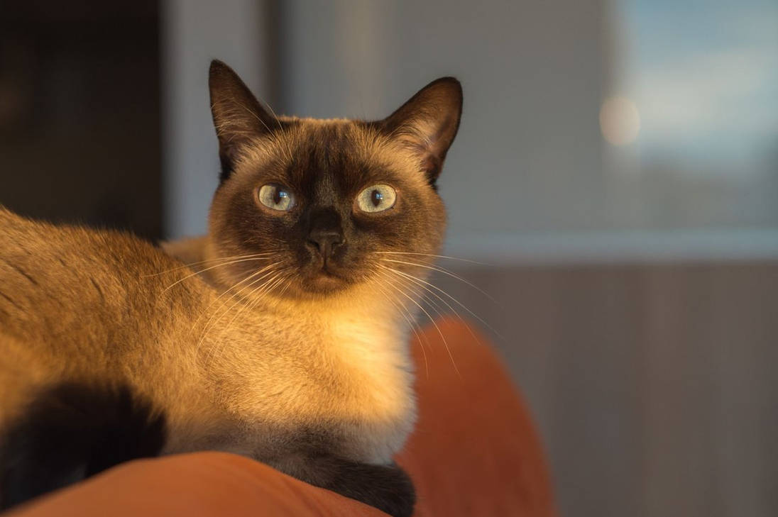 Siamese Cat by CryptoPic on DeviantArt