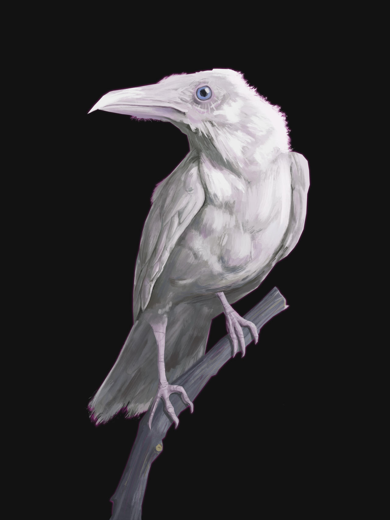 white crow by carlo94700 on DeviantArt
