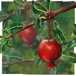 Pomegranate: Tudor tears #1