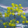 Yellow Plant