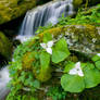 Trillium