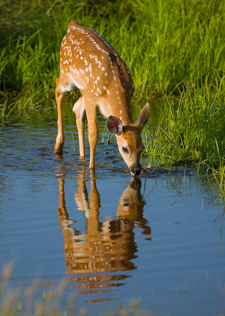 Watering Hole