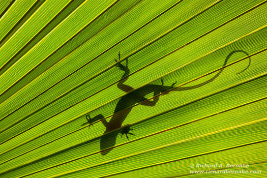 Green Anole and Palmetto