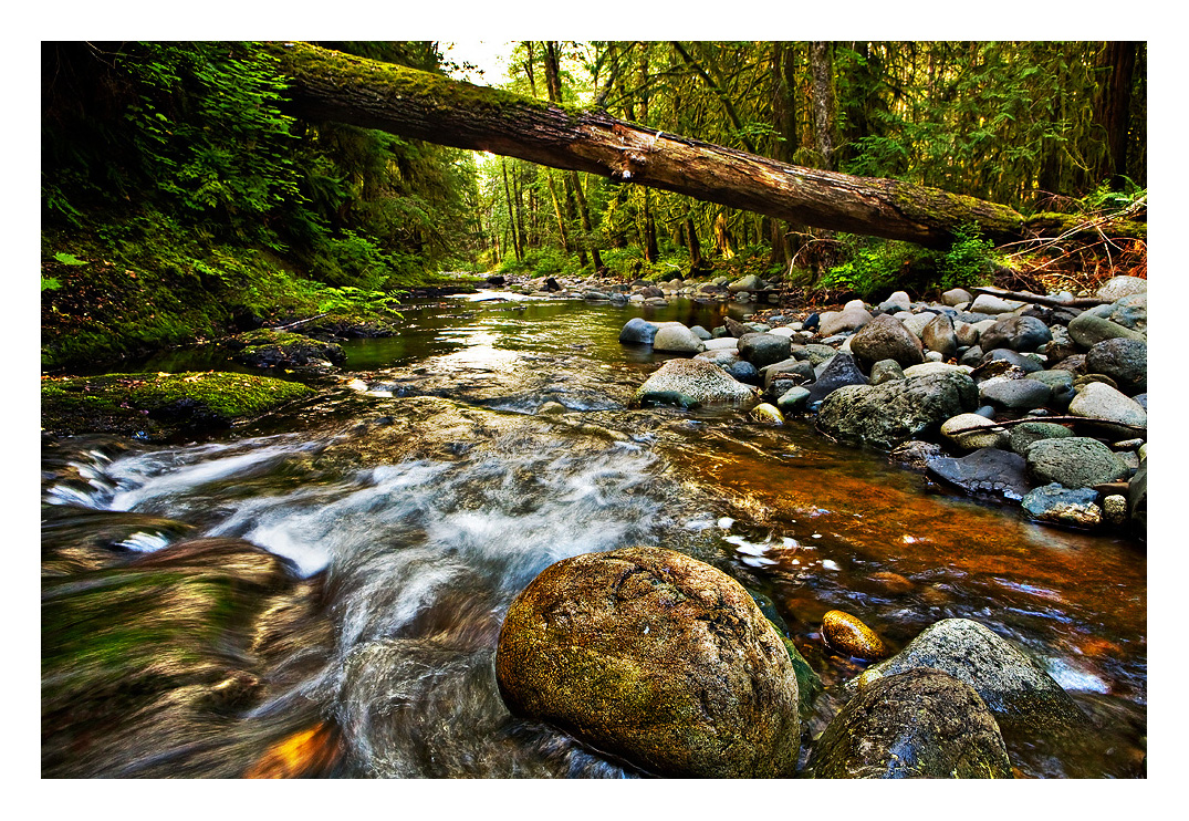 Forest Stream