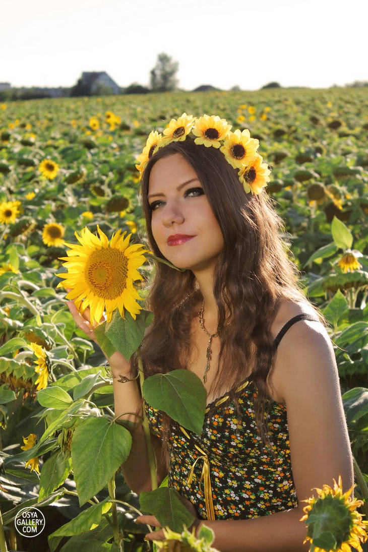 Sunflowers 4 by Enolla