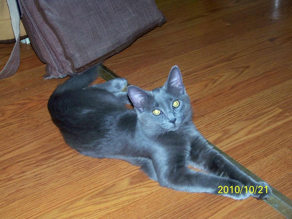 Riley cat 1 by dreidan on DeviantArt