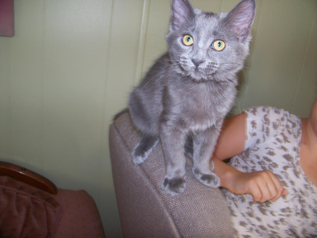 riley cat 4 by dreidan on DeviantArt