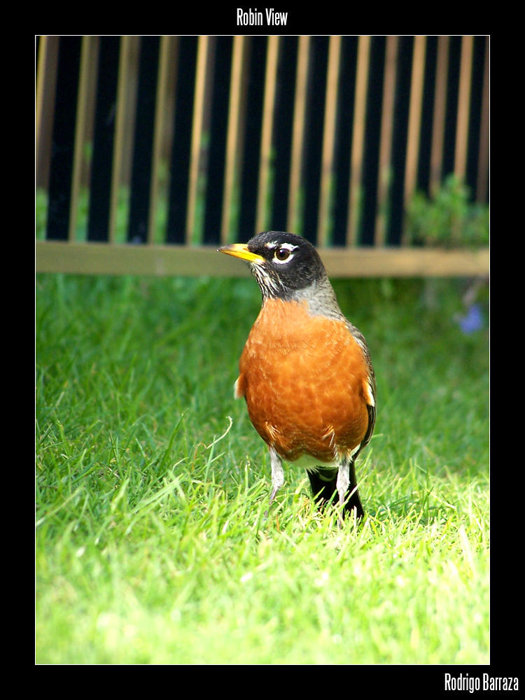 Robin View by Bioviral on DeviantArt
