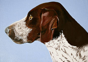 German Pointer