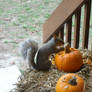 Squirrels like pumpkins