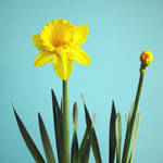 My Daffodil by farhadvm
