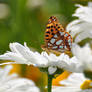 Collides With Beauty