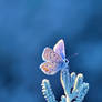 Blue August II