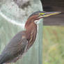 Green Heron 01