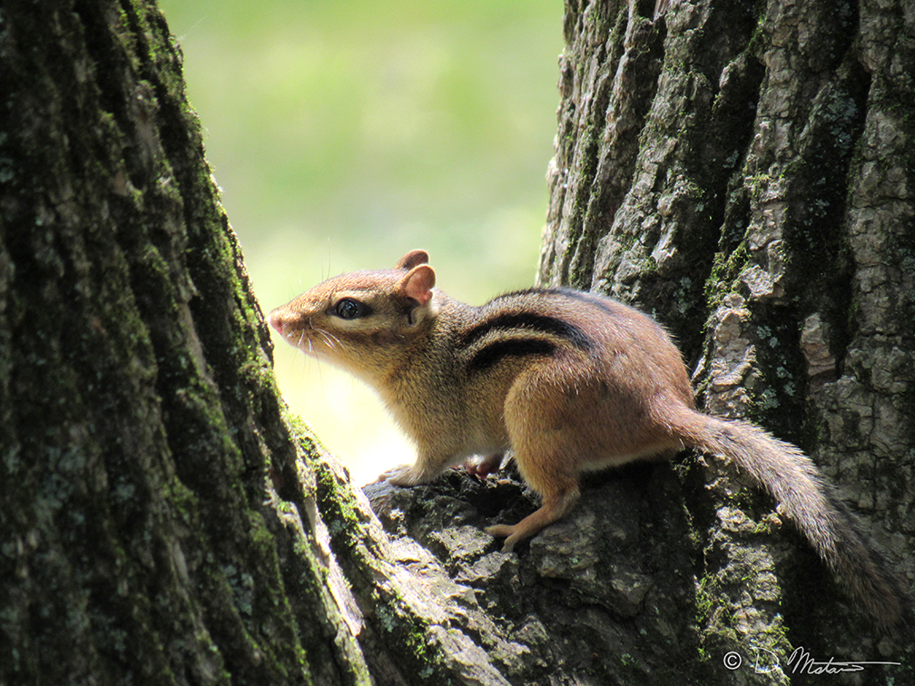 Chipmunk 01