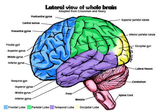 Lateral View Brain By April4692 On Deviantart