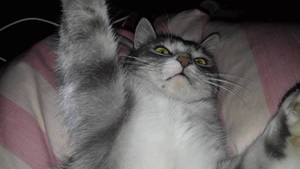 Selfies CAT