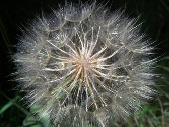 Giant Dandelion stock