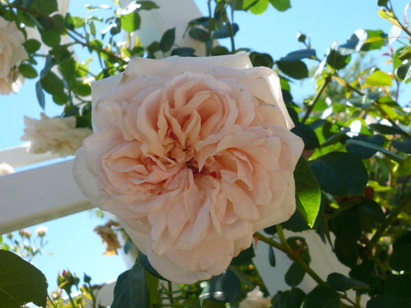 A quarter Rose by FiFiBuBu on DeviantArt