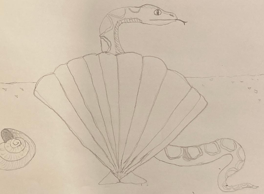 Snakes and Shells by Dracorider19 on DeviantArt